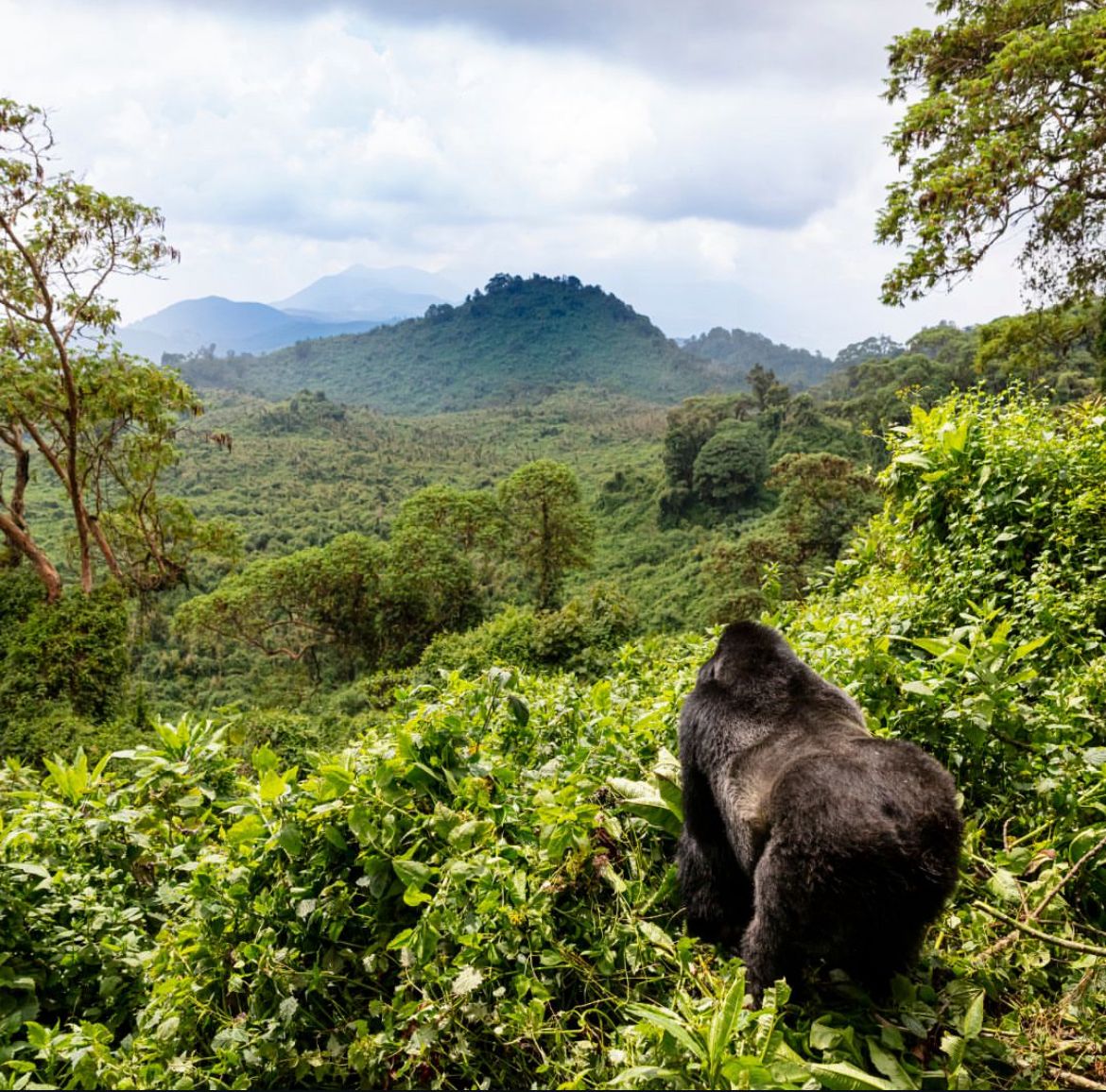 2-Day Volcanoes National Park Gorilla Experience – Musanze